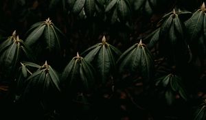 Preview wallpaper leaves, plant, green, closeup