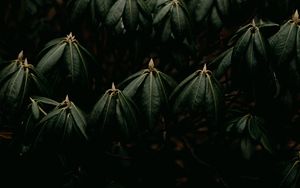 Preview wallpaper leaves, plant, green, closeup