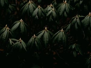 Preview wallpaper leaves, plant, green, closeup