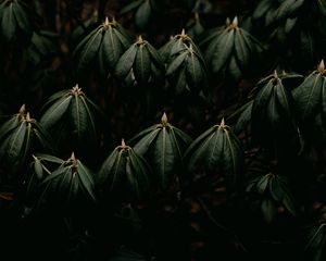Preview wallpaper leaves, plant, green, closeup