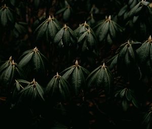 Preview wallpaper leaves, plant, green, closeup