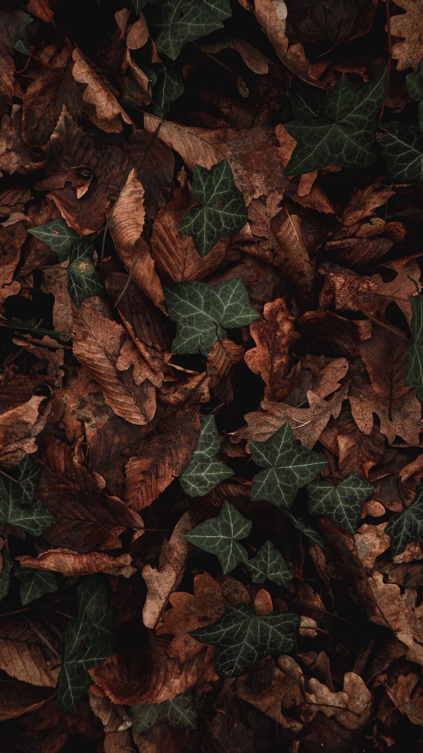 Download wallpaper 1350x2400 leaves, plant, green, brown, dry iphone 8 ...