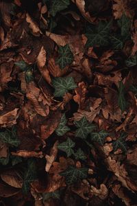 Preview wallpaper leaves, plant, green, brown, dry