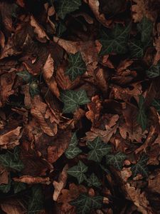 Preview wallpaper leaves, plant, green, brown, dry