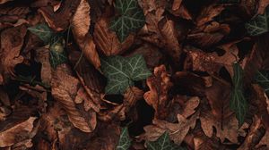 Preview wallpaper leaves, plant, green, brown, dry