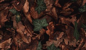 Preview wallpaper leaves, plant, green, brown, dry