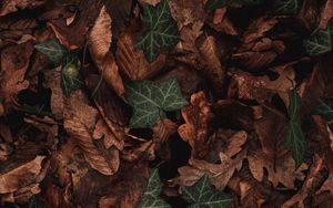 Preview wallpaper leaves, plant, green, brown, dry