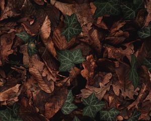 Preview wallpaper leaves, plant, green, brown, dry