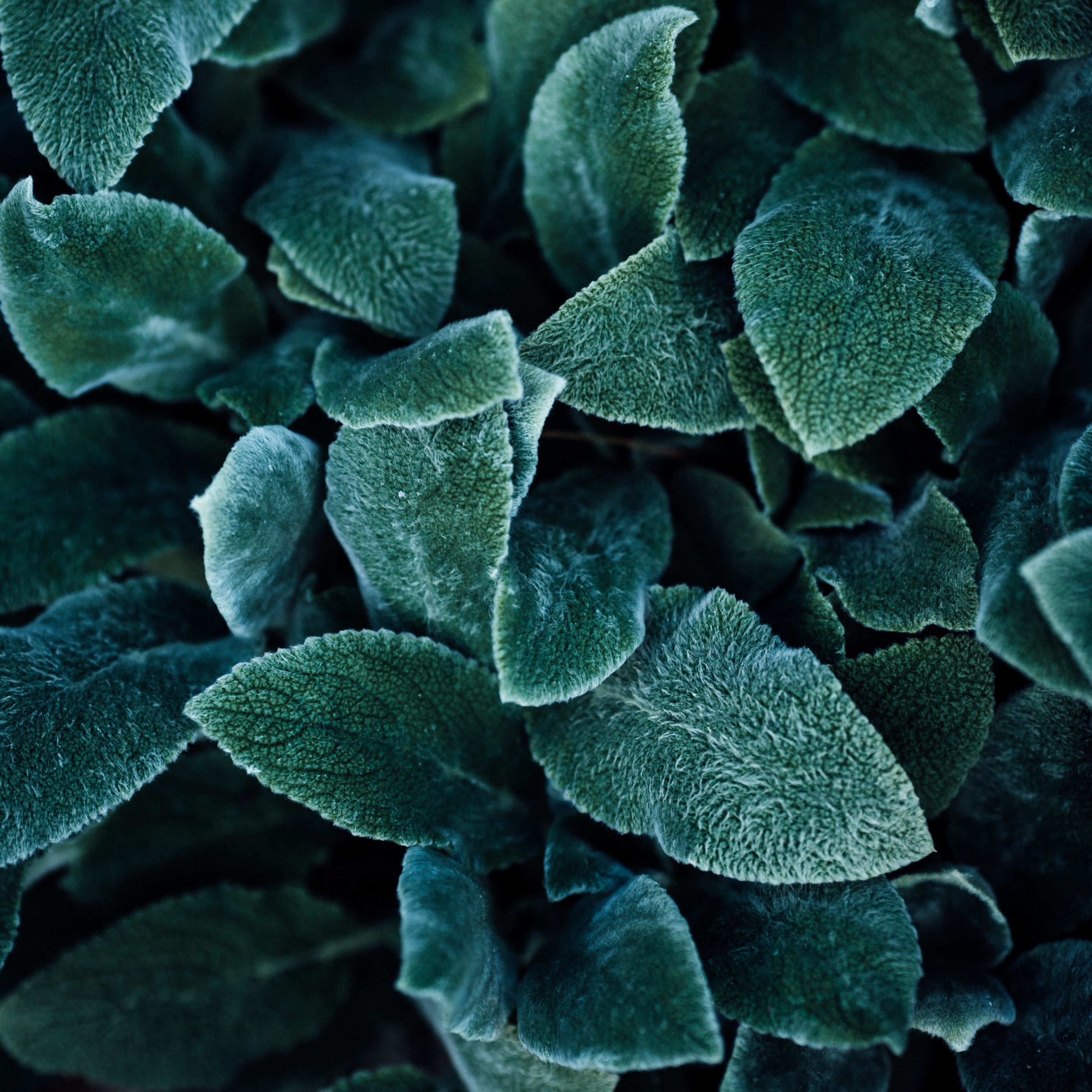 Download wallpaper 2780x2780 leaves, plant, green, fluffy, macro ipad