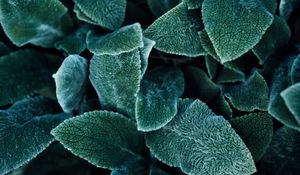 Preview wallpaper leaves, plant, green, fluffy, macro