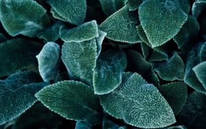 Preview wallpaper leaves, plant, green, fluffy, macro