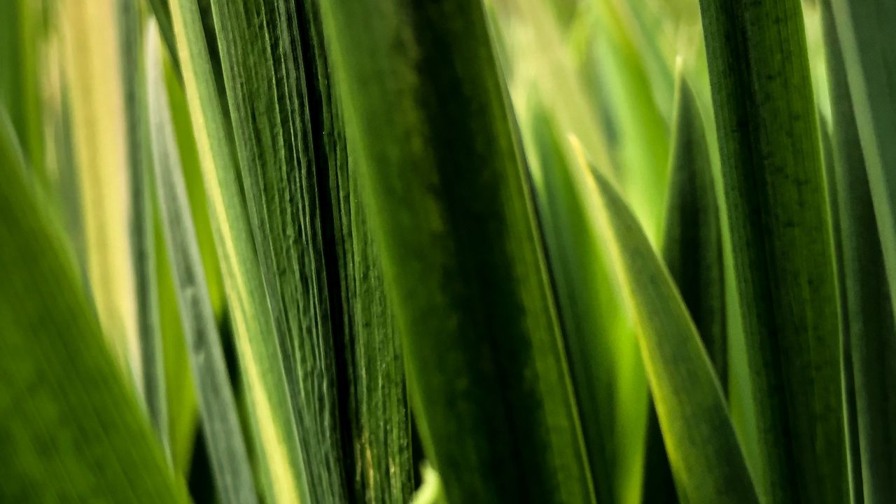 Wallpaper leaves, plant, greenery, macro