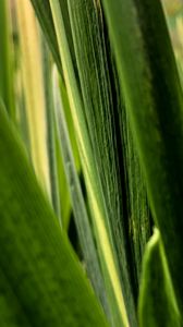 Preview wallpaper leaves, plant, greenery, macro