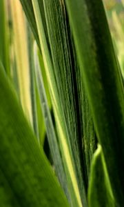 Preview wallpaper leaves, plant, greenery, macro