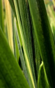 Preview wallpaper leaves, plant, greenery, macro