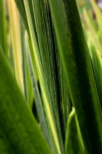 Preview wallpaper leaves, plant, greenery, macro