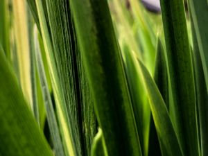 Preview wallpaper leaves, plant, greenery, macro