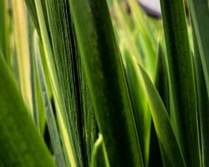 Preview wallpaper leaves, plant, greenery, macro