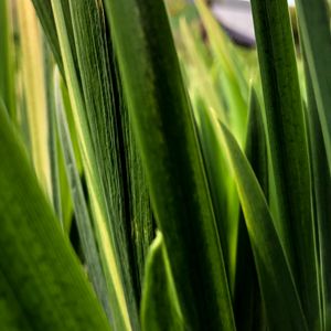 Preview wallpaper leaves, plant, greenery, macro