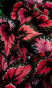 Preview wallpaper leaves, plant, houseplant, colored