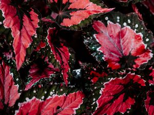 Preview wallpaper leaves, plant, houseplant, colored