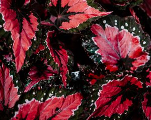 Preview wallpaper leaves, plant, houseplant, colored