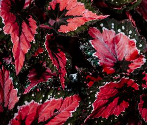Preview wallpaper leaves, plant, houseplant, colored