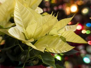 Preview wallpaper leaves, plant, lights, bokeh, macro