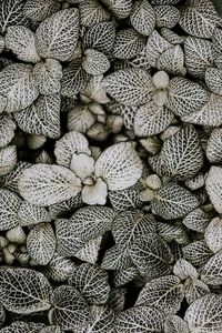 Preview wallpaper leaves, plant, line, shape, striped