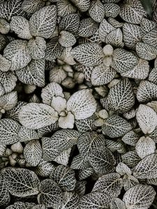 Preview wallpaper leaves, plant, line, shape, striped