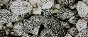 Preview wallpaper leaves, plant, line, shape, striped