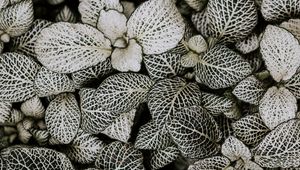 Preview wallpaper leaves, plant, line, shape, striped