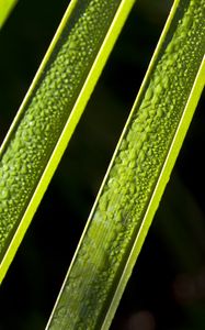 Preview wallpaper leaves, plant, macro, drops, moisture