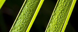 Preview wallpaper leaves, plant, macro, drops, moisture