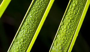 Preview wallpaper leaves, plant, macro, drops, moisture