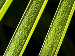 Preview wallpaper leaves, plant, macro, drops, moisture