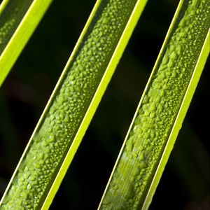 Preview wallpaper leaves, plant, macro, drops, moisture