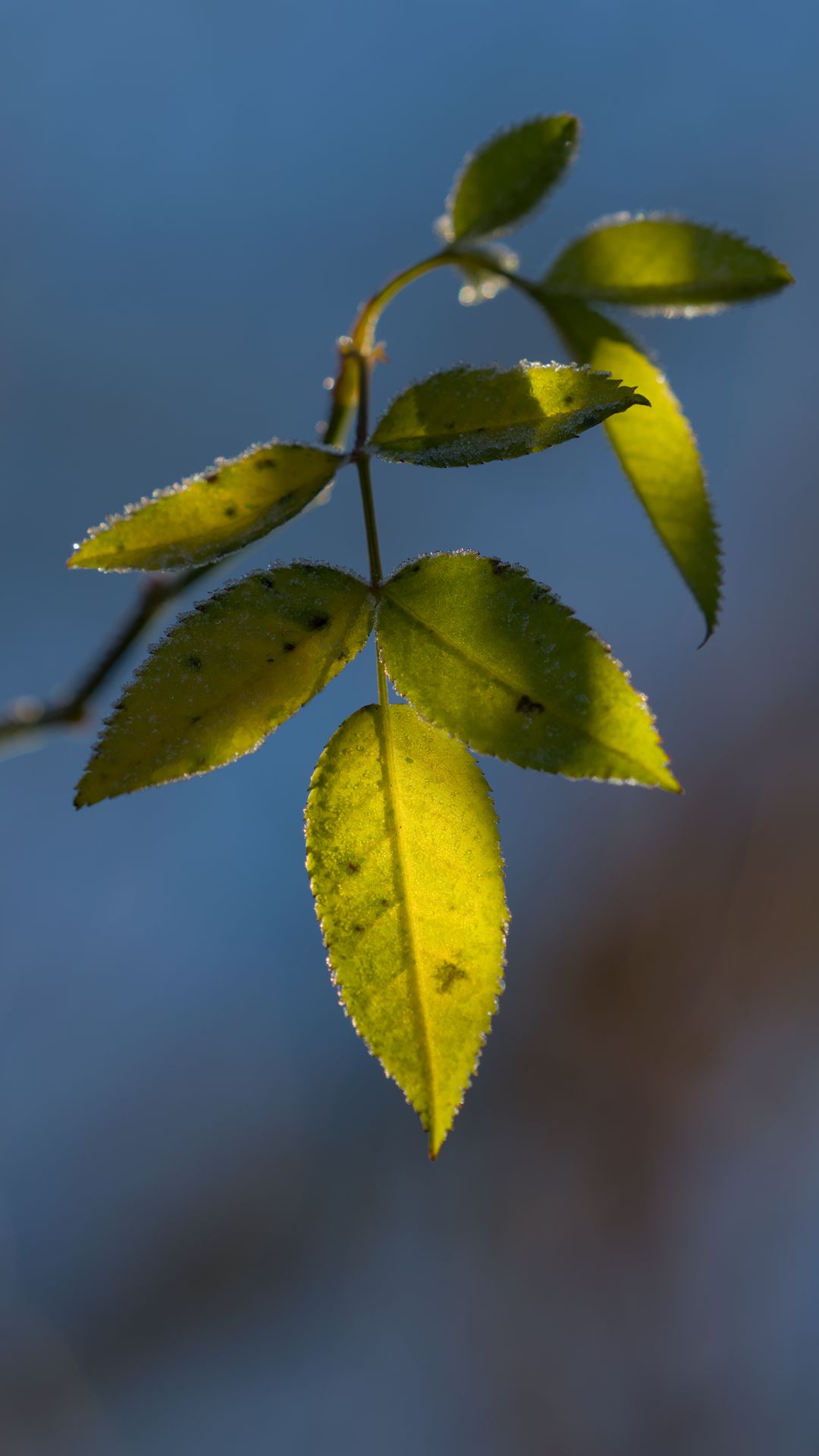 1080x1920 Wallpaper leaves, plant, macro, frost, green