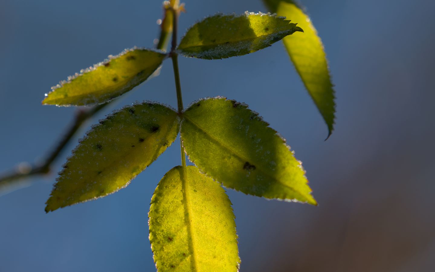 1440x900 Wallpaper leaves, plant, macro, frost, green