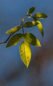 Preview wallpaper leaves, plant, macro, frost, green