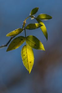 Preview wallpaper leaves, plant, macro, frost, green