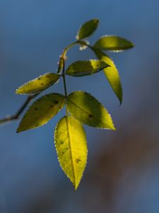Preview wallpaper leaves, plant, macro, frost, green