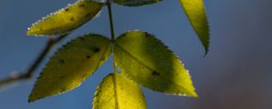 Preview wallpaper leaves, plant, macro, frost, green