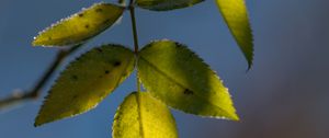 Preview wallpaper leaves, plant, macro, frost, green