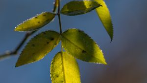 Preview wallpaper leaves, plant, macro, frost, green