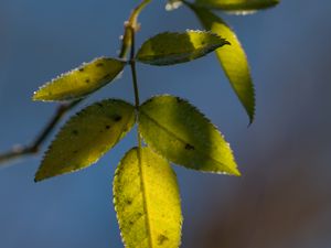 Preview wallpaper leaves, plant, macro, frost, green