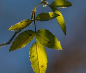 Preview wallpaper leaves, plant, macro, frost, green