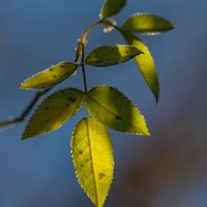 Preview wallpaper leaves, plant, macro, frost, green