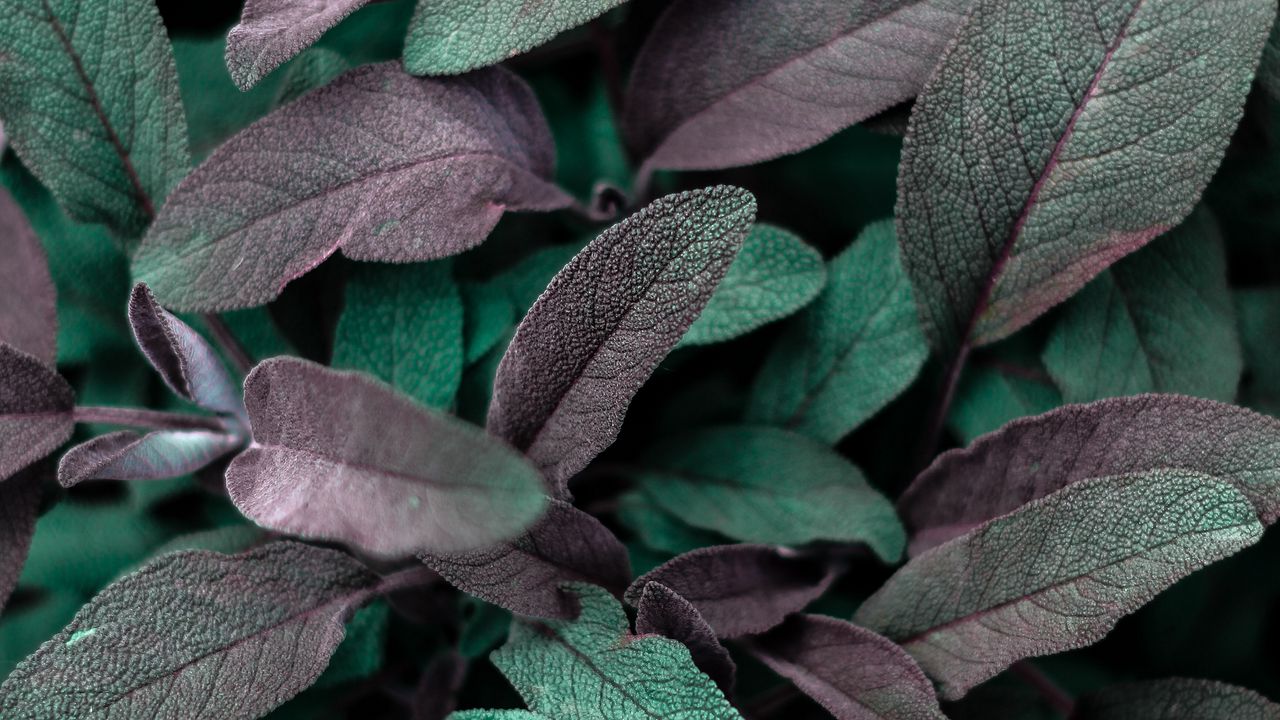 Wallpaper leaves, plant, macro, veins