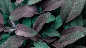 Preview wallpaper leaves, plant, macro, veins